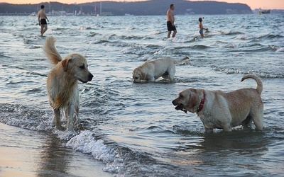 Z psem na sopockiej plaży 