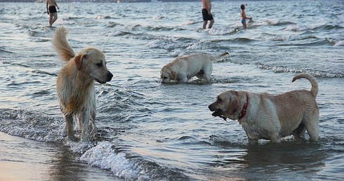 Z psem na sopockiej plaży 