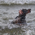 Psia plaża w Sopocie 