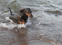 Psia plaża w Sopocie 