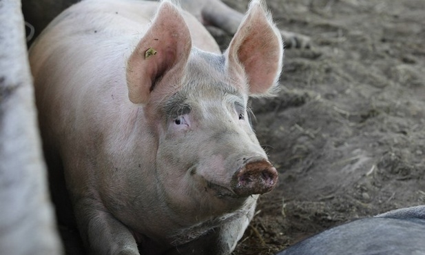 Japończycy chcą wyhodować świnio-człowieka