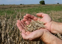 Zmowa cenowa w skupach zbóż?