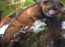 Olinguito