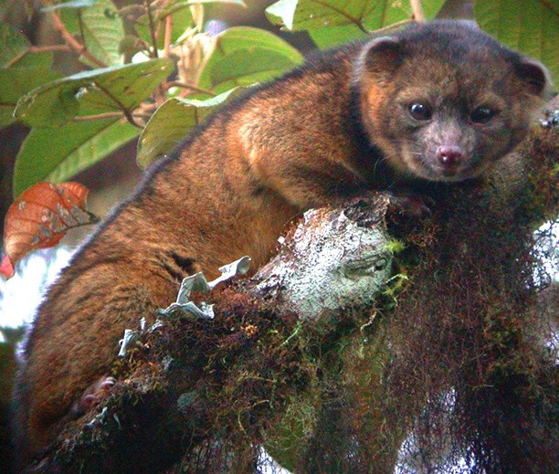 Olinguito