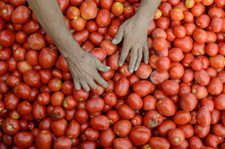 Pomidorowe żniwa