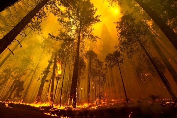 Ogień trawi Yosemite
