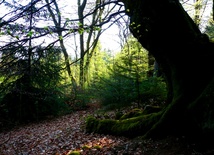 Europejskie lasy powoli odradzają się po stuleciach ich rabunkowej eksploatacji