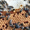 Matka pszczoła składa czerw, z którego wygryzają się młode pszczoły 