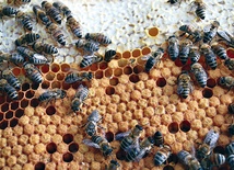 Matka pszczoła składa czerw, z którego wygryzają się młode pszczoły 