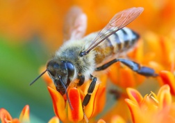 Importowanie pszczół nie należących do rodzimych podgatunków wiąże się z ryzykiem rozprzestrzeniania chorób