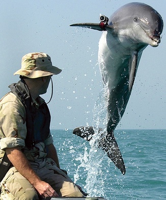 W armii  amerykańskiej delfiny służą od lat 60. XX w. Są wykorzystywane  m.in. do wykrywania min podwodnych
