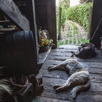 Wejścia do „rybakówki” pilnują domowe psy. 