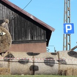 Dożynki w Blankach