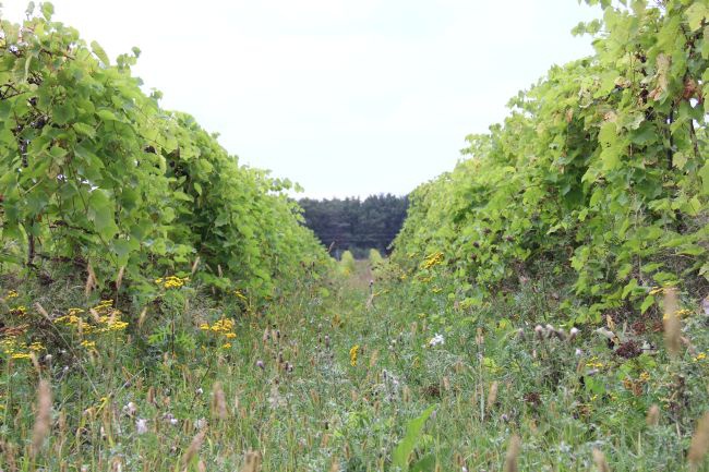 Zielonogórskie winnice: Na Leśnej Polanie i Krucza