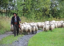 Przez pięć państw na czele stada owiec