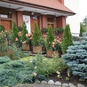W ogrodzie wokół kościoła pw. Miłosierdzia Bożego w Skierniewicach można podziwiać piękne rośliny