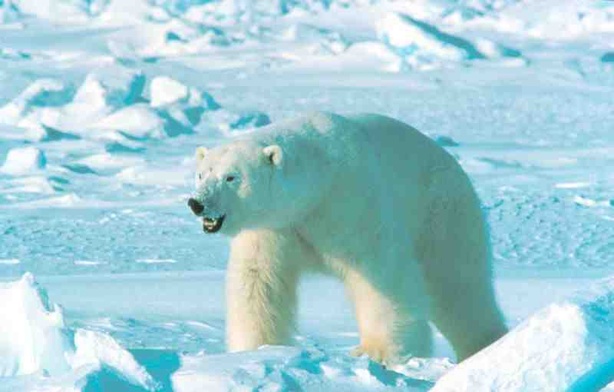 Dymisja minister faworyzującej Greenpeace