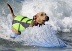 Zawody psich surferów