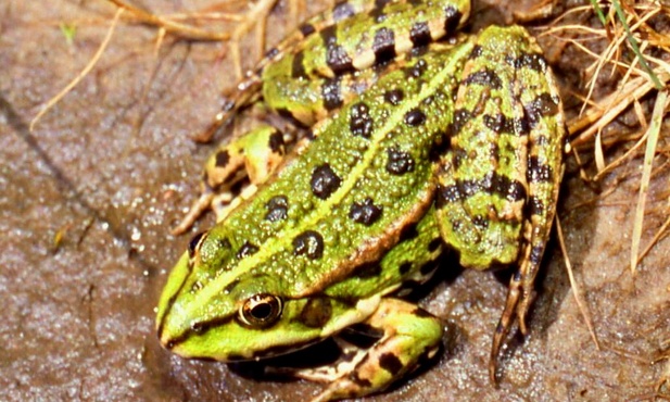 Żaba