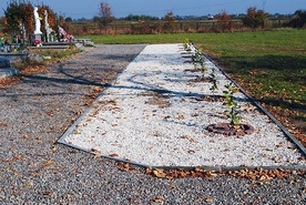  Drzewka pamięci już rosną