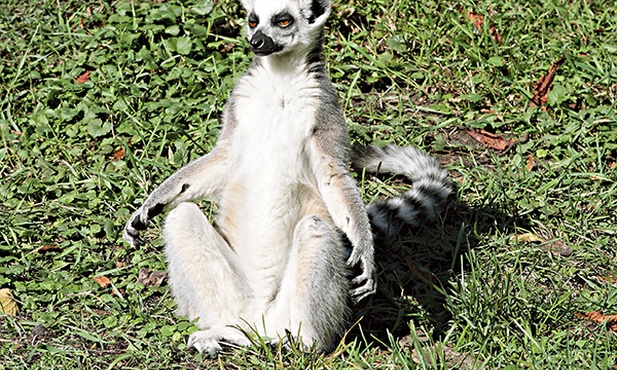  Wygrzewanie się na słońcu to najśmieszniejsza poza lemurów Catta