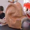 Wielkie ucho w muzeum