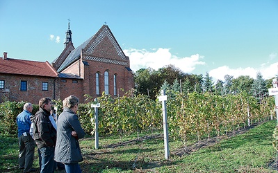 Sandomierska winnica powstała w miejscu tej z XIII w.