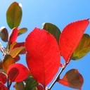 Dlaczego liście zmieniają kolor?