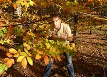 Liście jesienią (okiem fizyka)