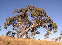 W Australii złoto rośnie na drzewach