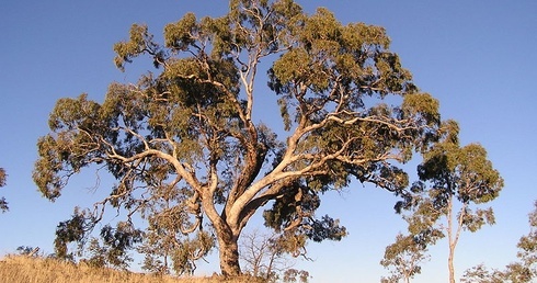 W Australii złoto rośnie na drzewach