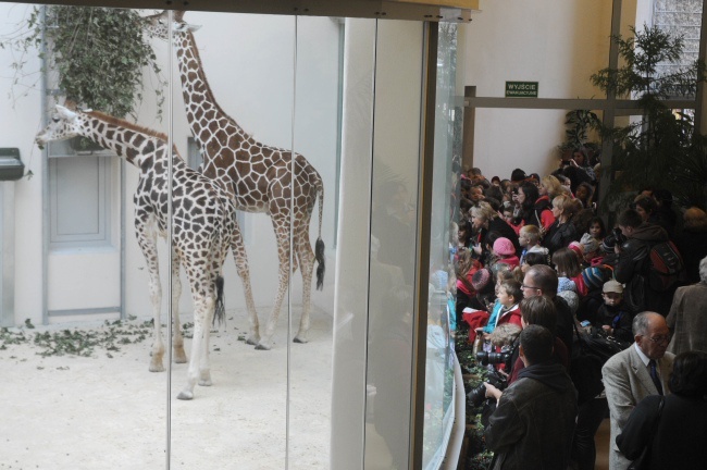 Żyrafy w krakowskim zoo