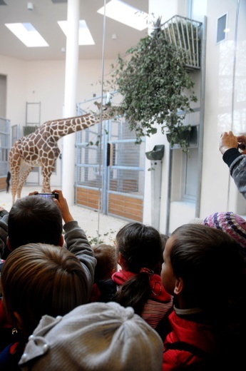 Żyrafy w krakowskim zoo