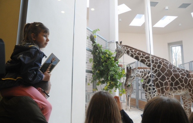 Żyrafy w krakowskim zoo