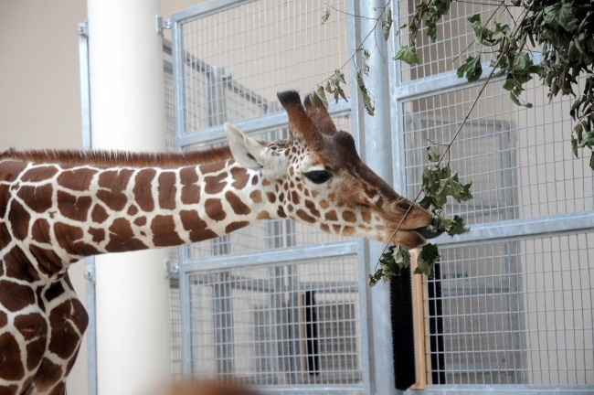 Żyrafy w krakowskim zoo