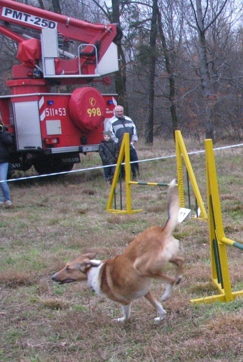 Wyścig psich zaprzęgów w Mikołowie