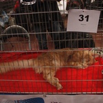 Wystawa Kotów Rasowych w Skierniewicach