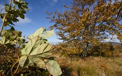 Wieje "Ksawery"