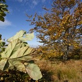 Wieje "Ksawery"