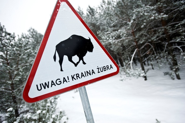 Liczące ponad 500 osobników stado żubrów żyjące w Puszczy Białowieskiej jest dokarmiane zimą w około 30 miejscach