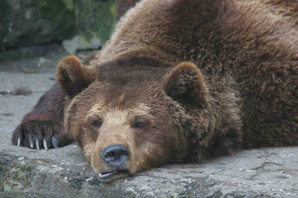 Niedźwiedź zaatakował turystów w Tatrach