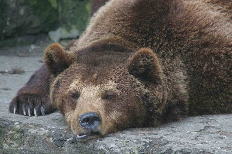 Niedźwiedzie jeszcze nie śpią