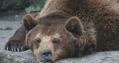 Niedźwiedzie jeszcze nie śpią