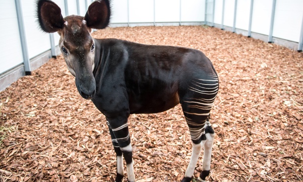 Okapi z długim językiem