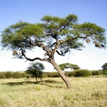 Tanzania siostry Anafridy