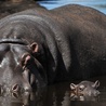 Hipopotamy wypatrują nowego roku