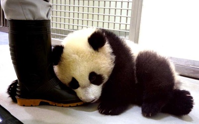 Pierwsza panda urodzona na Tajwanie
