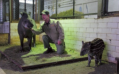  Ryszard Szymikowski od ponad 20 lat zajmuje się zwierzętami w gdańskim zoo. Na zdjęciu z tapirzycą Kluską oraz jej nowo narodzoną córeczką  