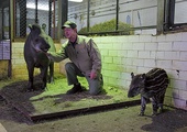  Ryszard Szymikowski od ponad 20 lat zajmuje się zwierzętami w gdańskim zoo. Na zdjęciu z tapirzycą Kluską oraz jej nowo narodzoną córeczką  