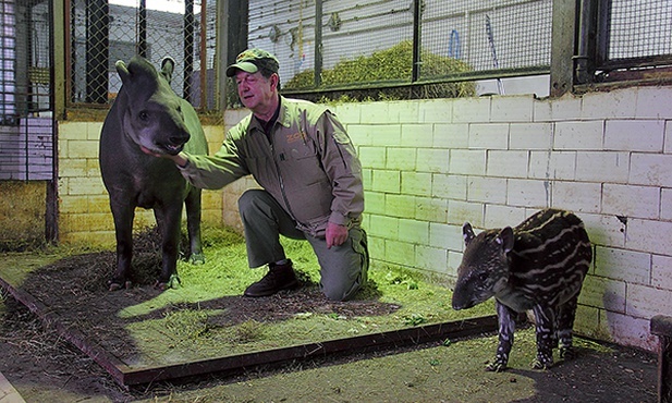  Ryszard Szymikowski od ponad 20 lat zajmuje się zwierzętami w gdańskim zoo. Na zdjęciu z tapirzycą Kluską oraz jej nowo narodzoną córeczką  